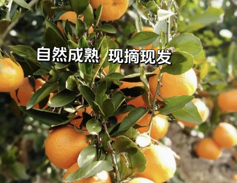 湖北高山蜜橘大量有货现摘现发品质优甜度高可视频看货欢迎咨