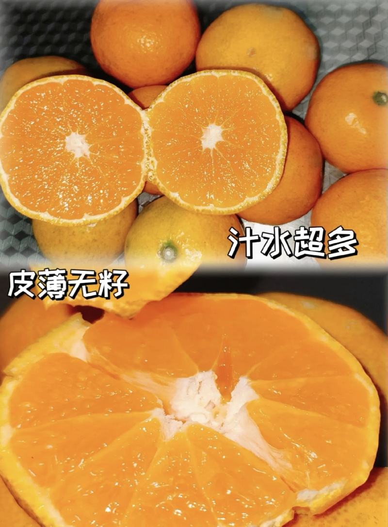 湖北高山蜜橘大量有货现摘现发品质优甜度高可视频看货欢迎咨