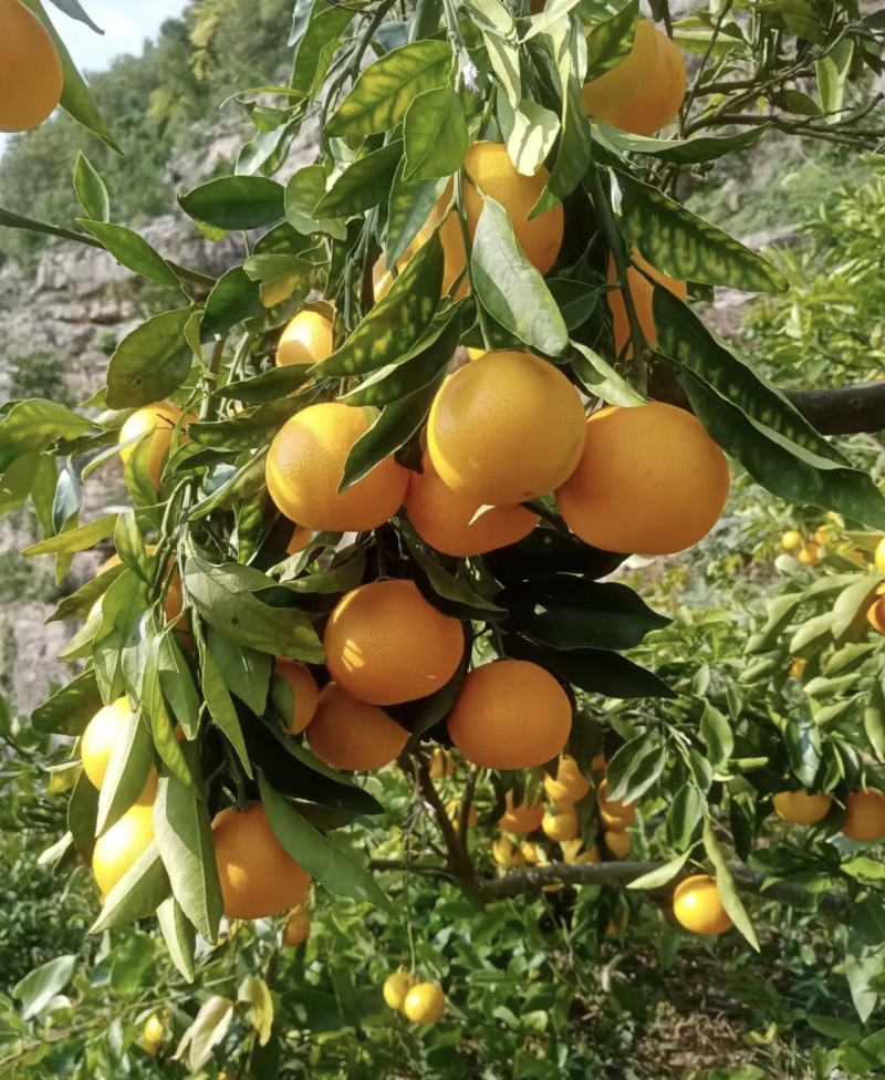 湖北高山蜜橘大量有货现摘现发品质优甜度高可视频看货欢迎咨
