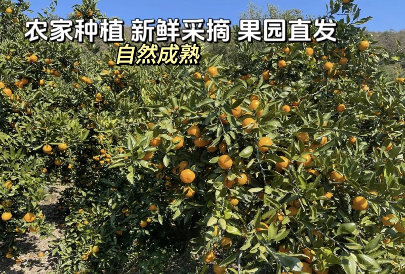 湖北高山蜜橘大量有货现摘现发品质优甜度高可视频看货欢迎咨
