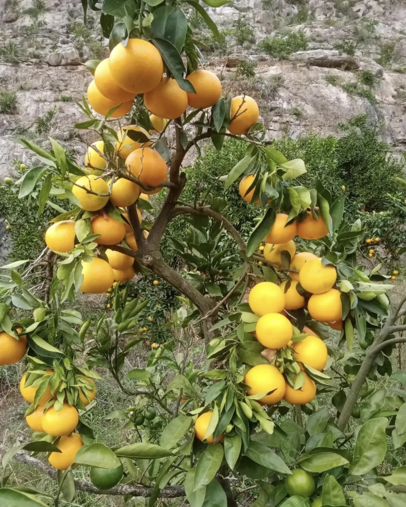 湖北高山蜜橘大量有货现摘现发品质优甜度高可视频看货欢迎咨