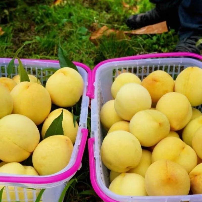 陕西咸阳武功县黄桃种植基地黄金蜜四号锦绣黄桃