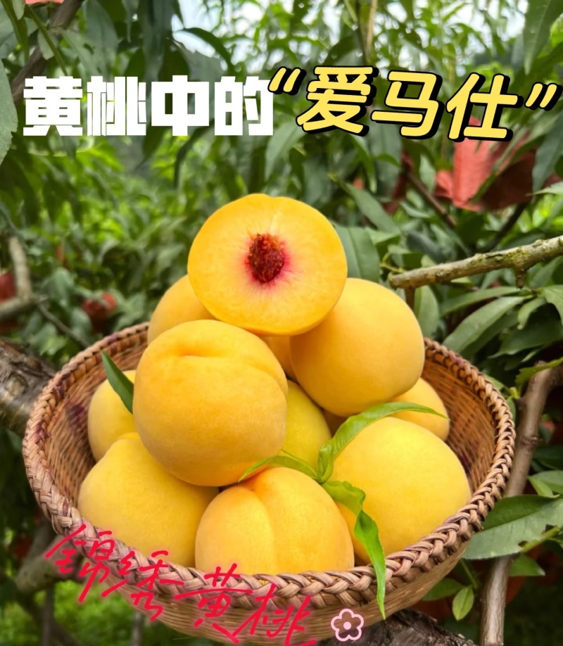 陕西咸阳武功县黄桃种植基地黄金蜜四号锦绣黄桃