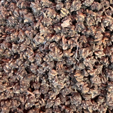 精品黄皮野生尖爪小颗粒猫爪草