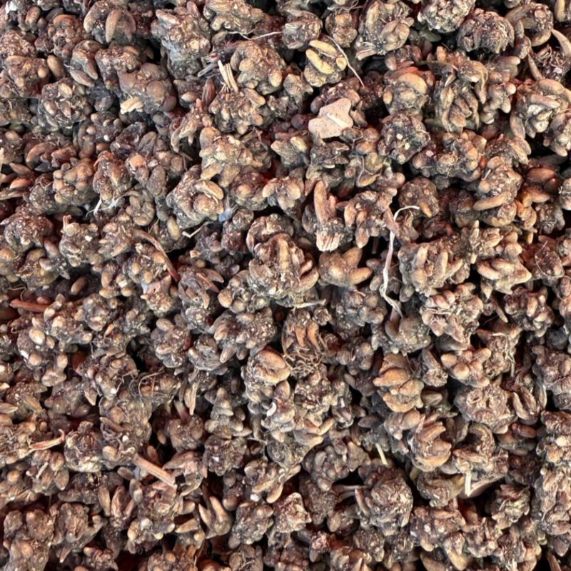 精品黄皮野生尖爪小颗粒猫爪草