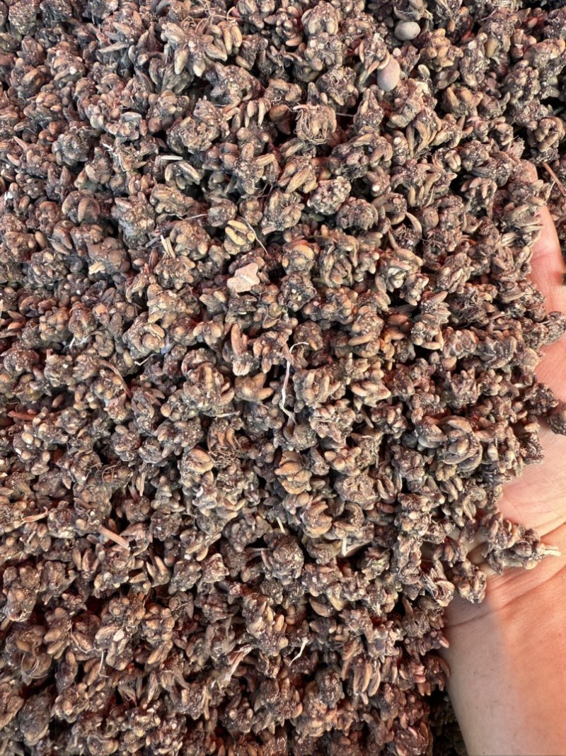 精品黄皮野生尖爪小颗粒猫爪草