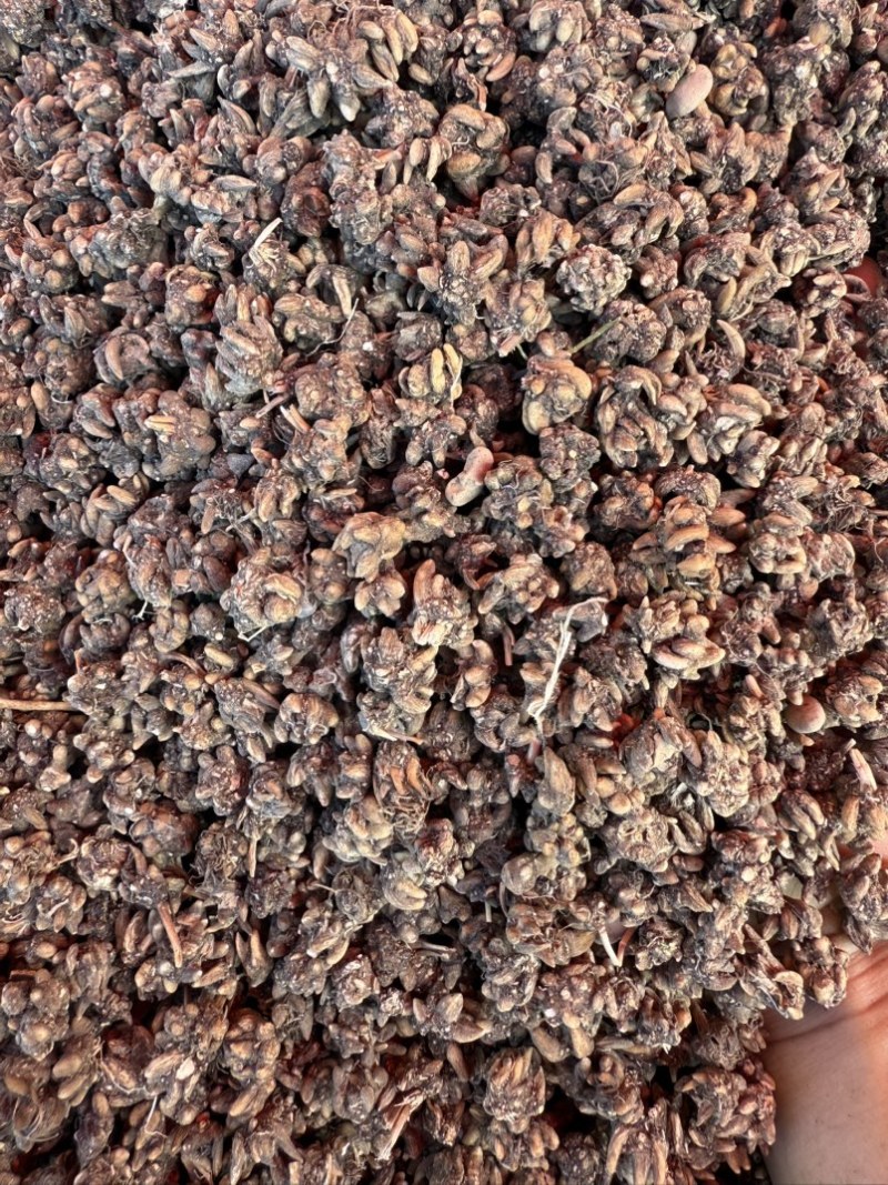 精品黄皮野生尖爪小颗粒猫爪草