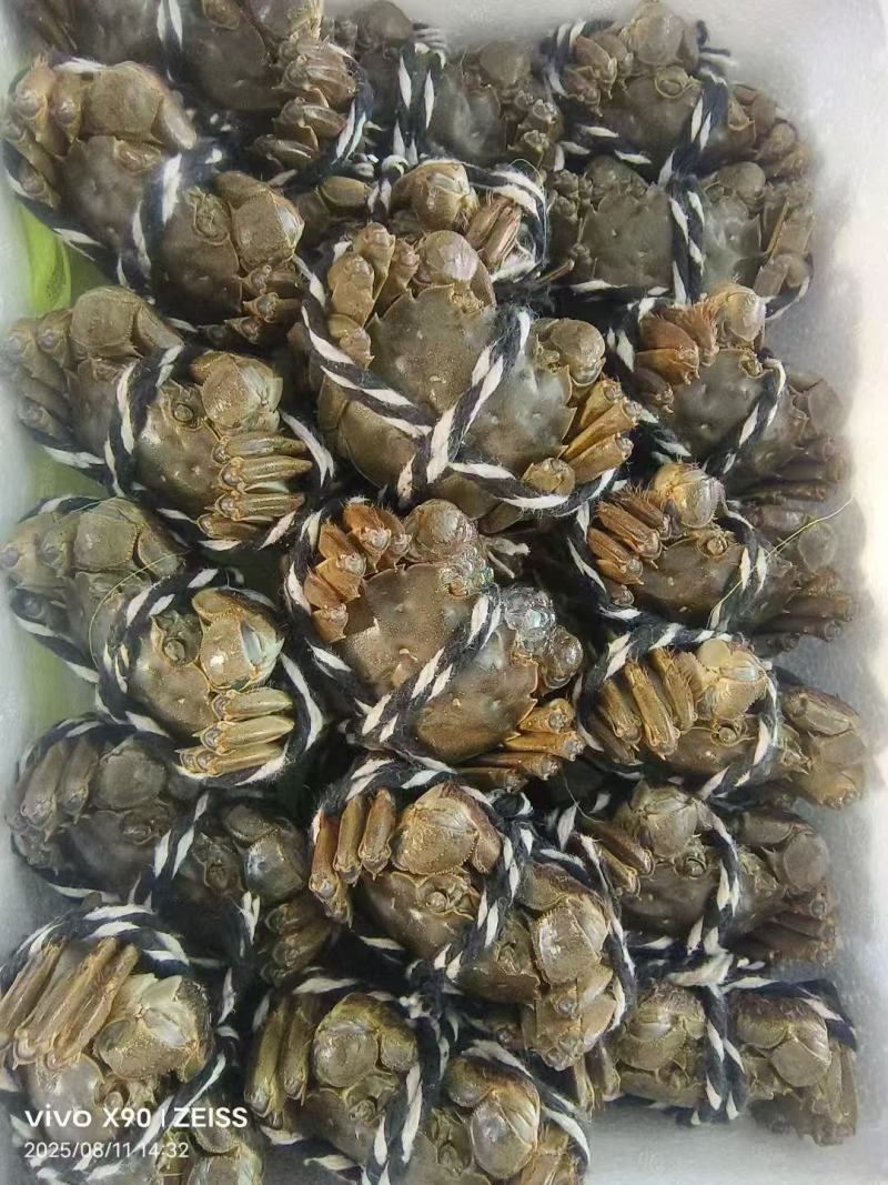 盘锦河蟹母蟹1母1.3母1.5母规格齐全保肥保黄大量商超电商