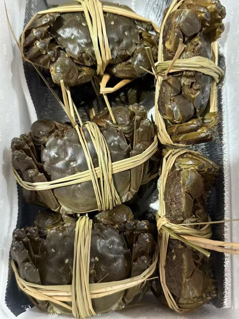 盘锦河蟹母蟹1母1.3母1.5母规格齐全保肥保黄大量商超电商
