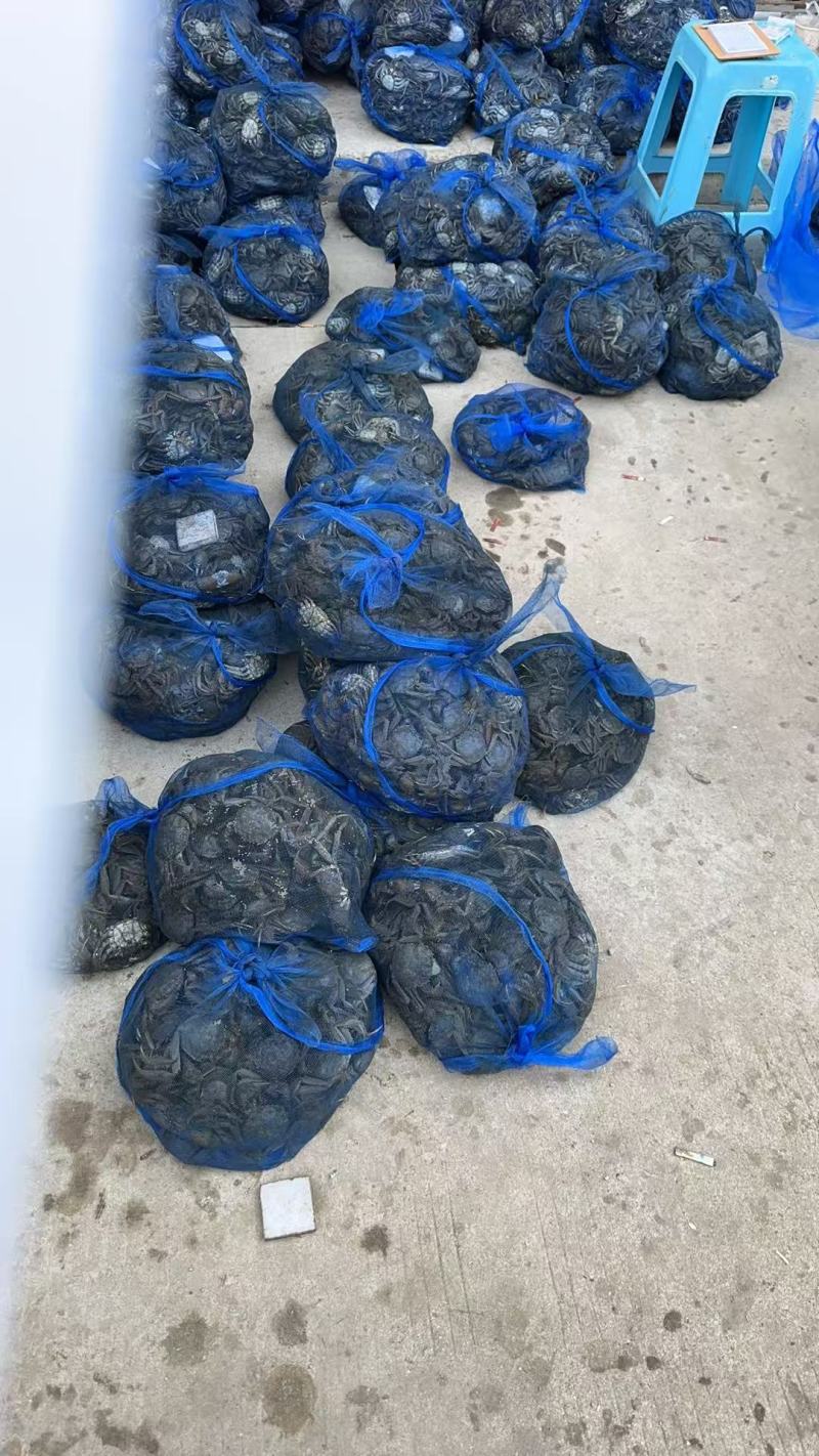 盘锦河蟹母蟹1母1.3母1.5母规格齐全保肥保黄大量商超电商