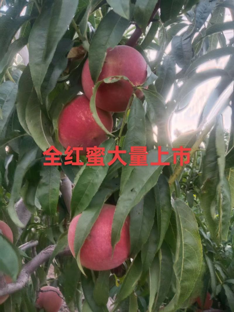 秋彤，全红蜜大量上市