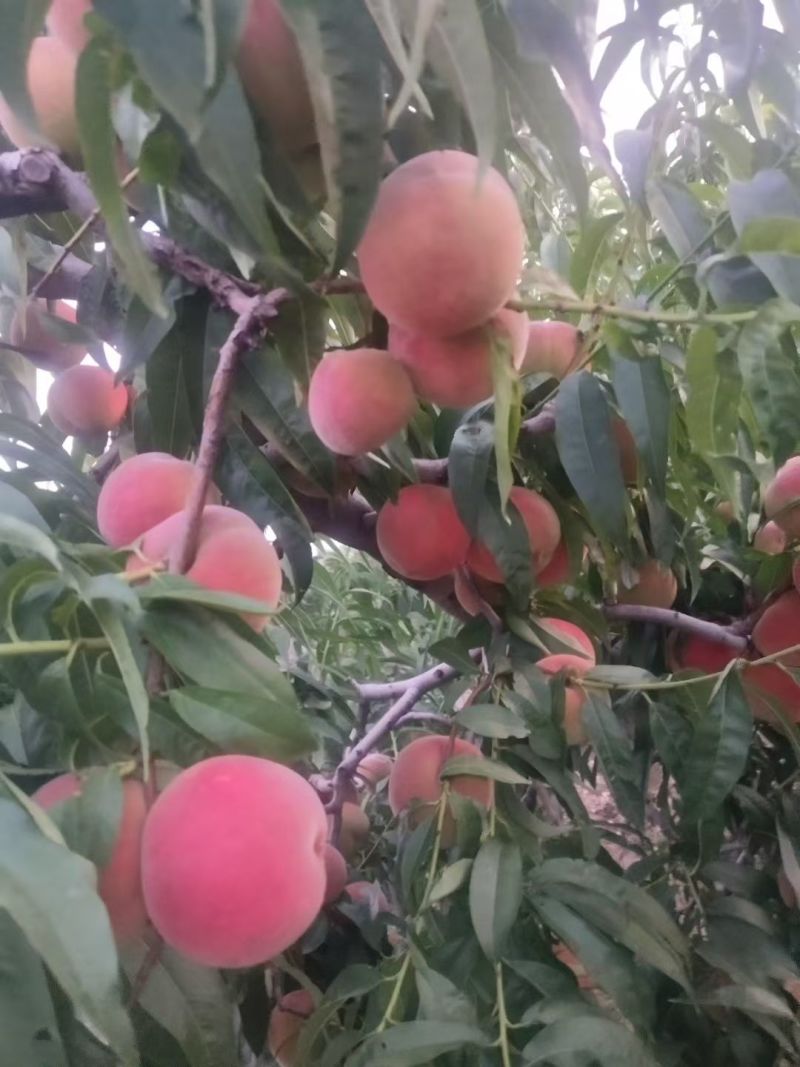 秋彤，全红蜜大量上市