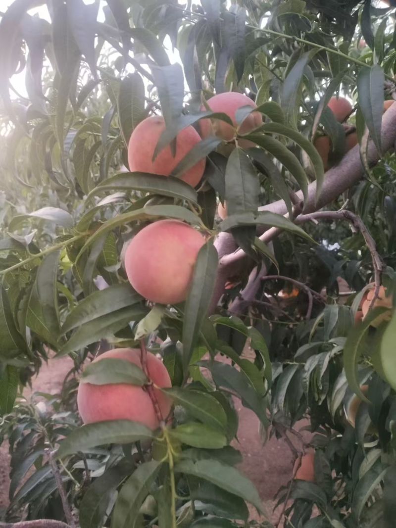 秋彤，全红蜜大量上市