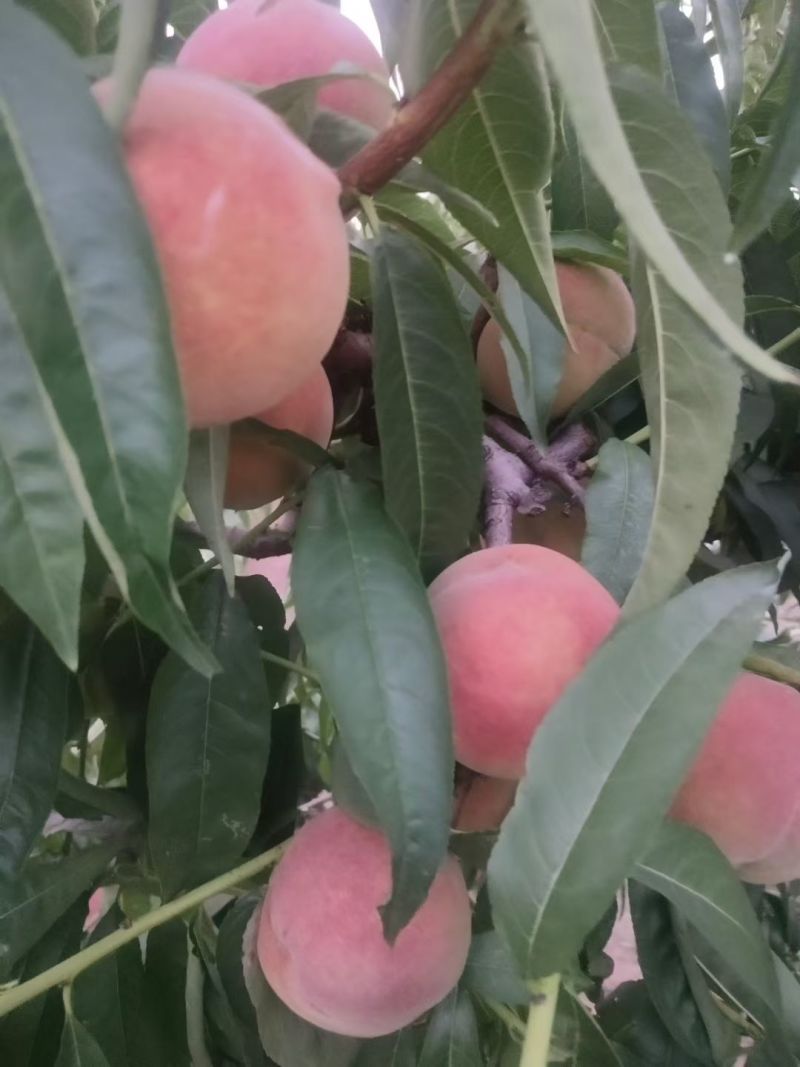 秋彤，全红蜜大量上市