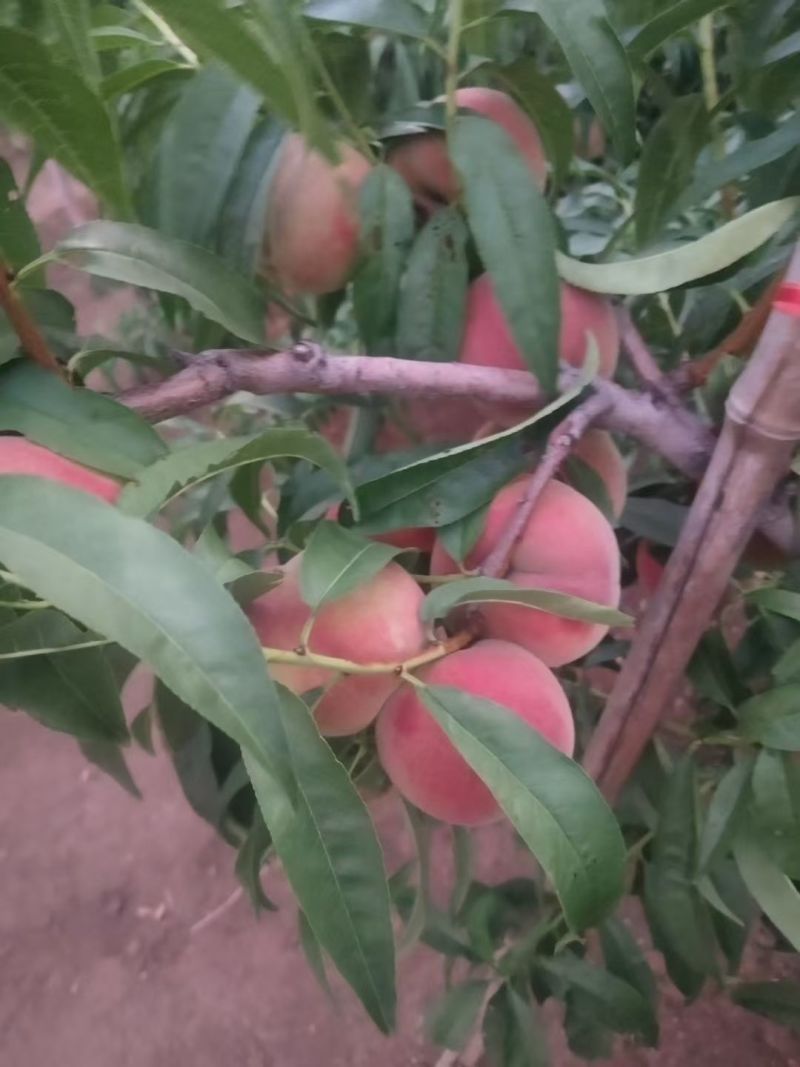 秋彤，全红蜜大量上市