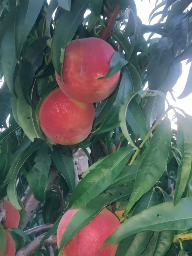 秋彤，全红蜜大量上市