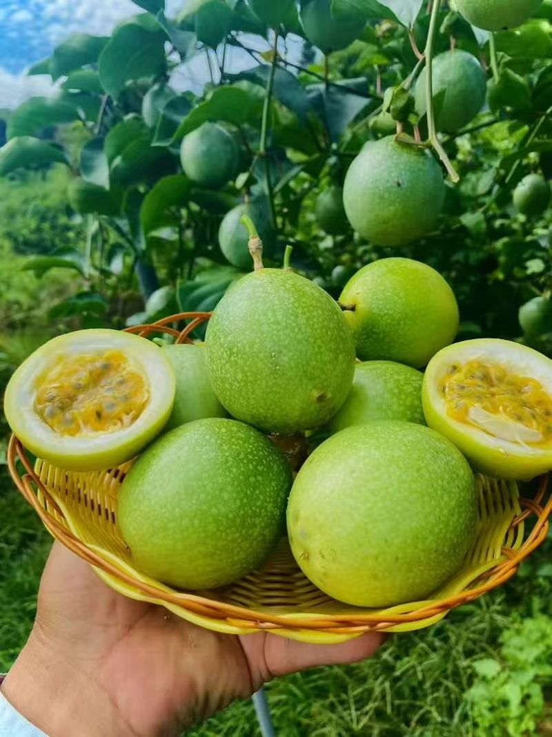 黄金百香果（钦蜜九号）