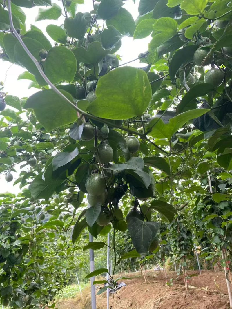 黄金百香果（钦蜜九号）