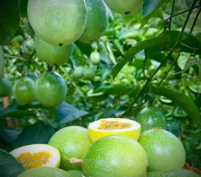 黄金百香果（钦蜜九号）