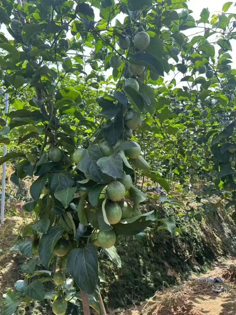 黄金百香果（钦蜜九号）