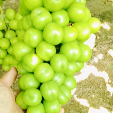 阳光玫瑰葡萄，河北晴王