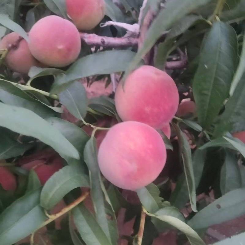 秋彤，全红蜜大量上市