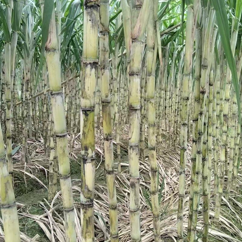 广东黄皮甘蔗清甜多汁价格美丽质量好走货快欢迎询价热卖中