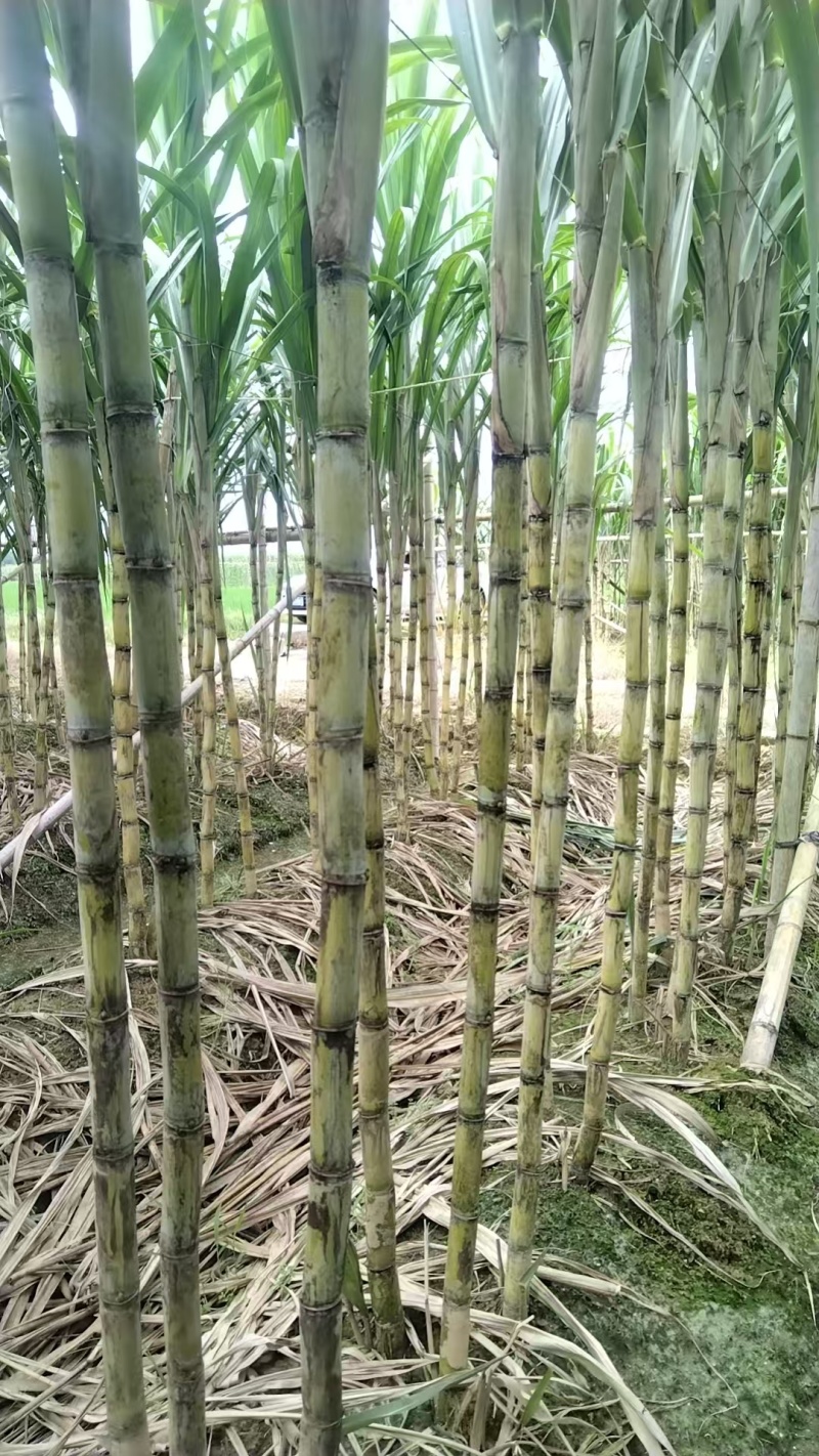 广东黄皮甘蔗清甜多汁价格美丽质量好走货快欢迎询价热卖中