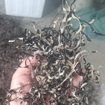 木耳电商货头茬木耳丝干木耳丝去根木耳丝白背黑木耳丝好货