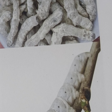 白僵蚕