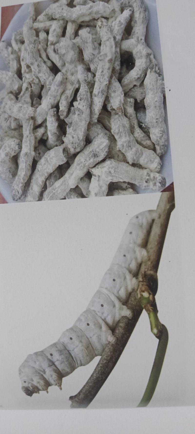 白僵蚕