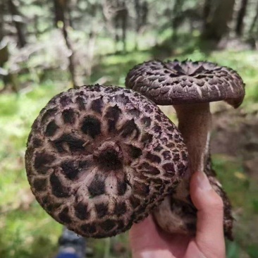 鲜虎掌菌