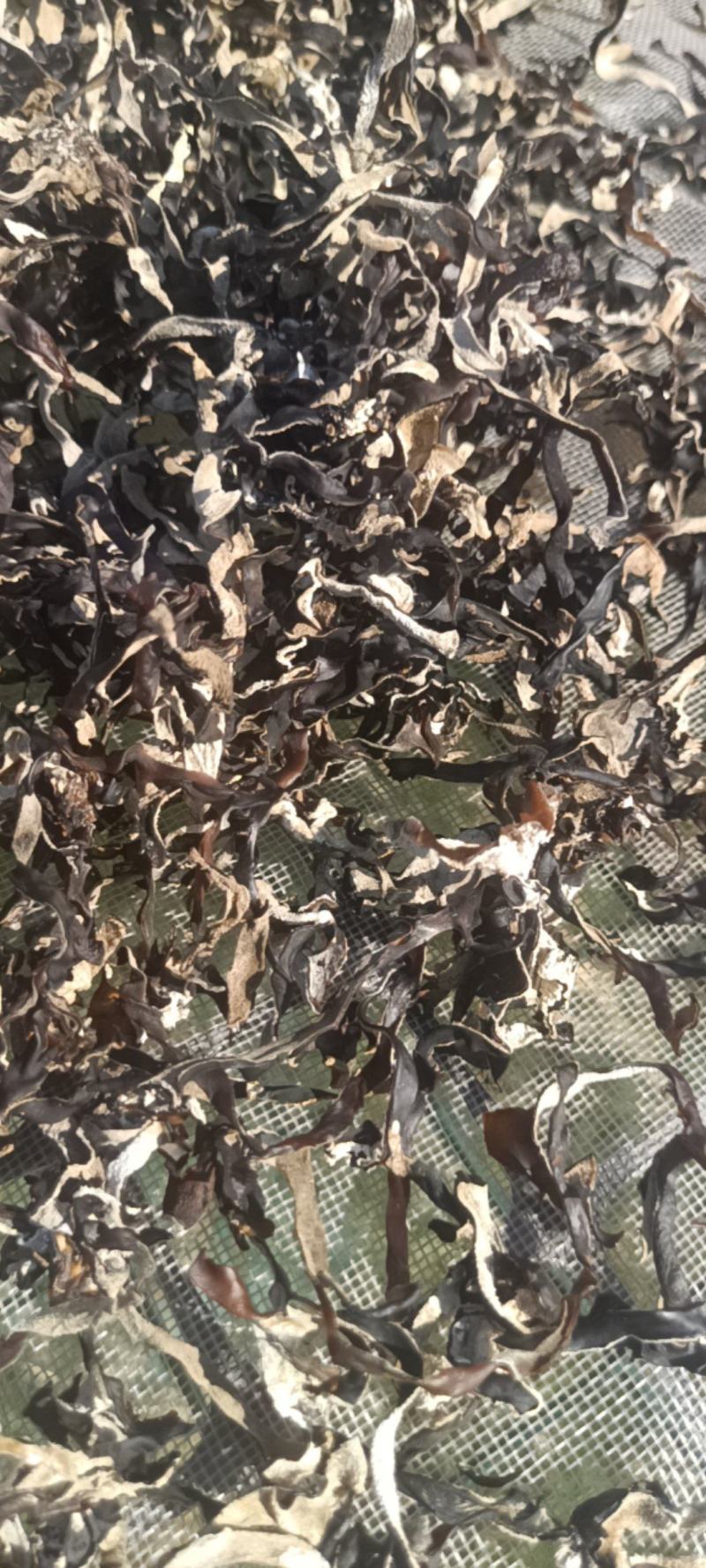 电商直发木耳丝干木耳丝生产厂家二茬精选木耳丝剪根木耳丝丝