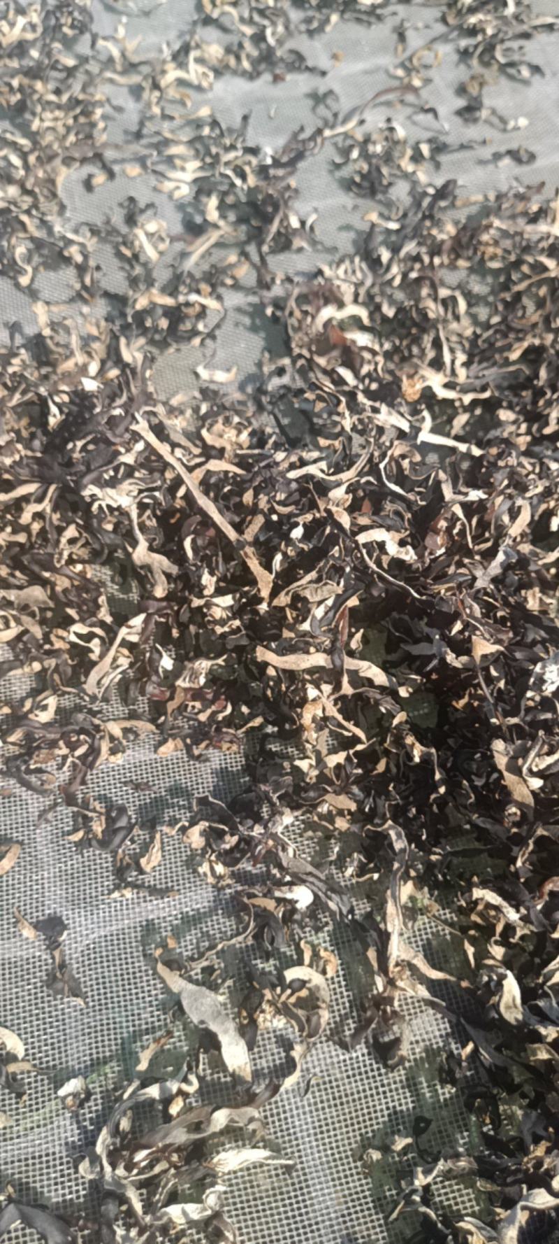 电商直发木耳丝干木耳丝生产厂家二茬精选木耳丝剪根木耳丝丝
