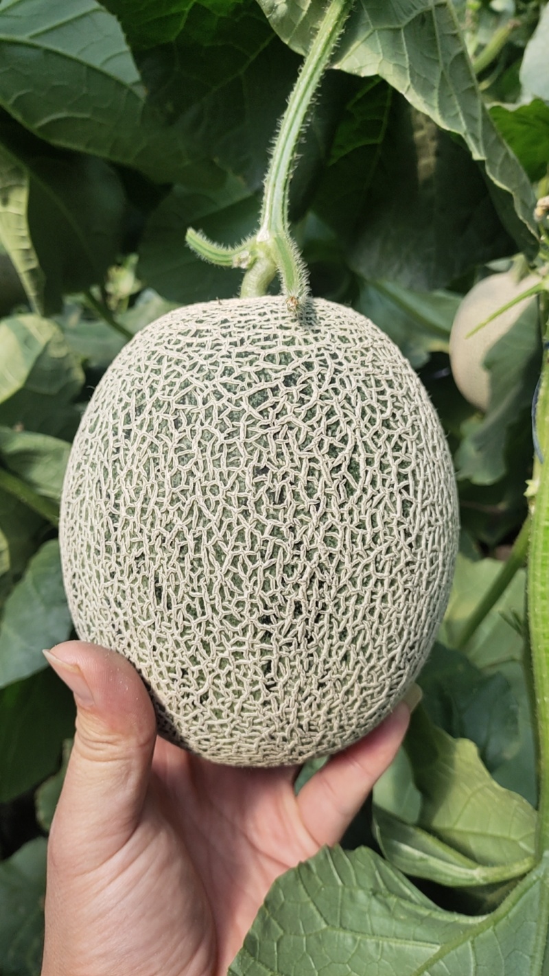 西州蜜25哈密瓜，耀龙25号哈密瓜，小蜜25哈密瓜，包地