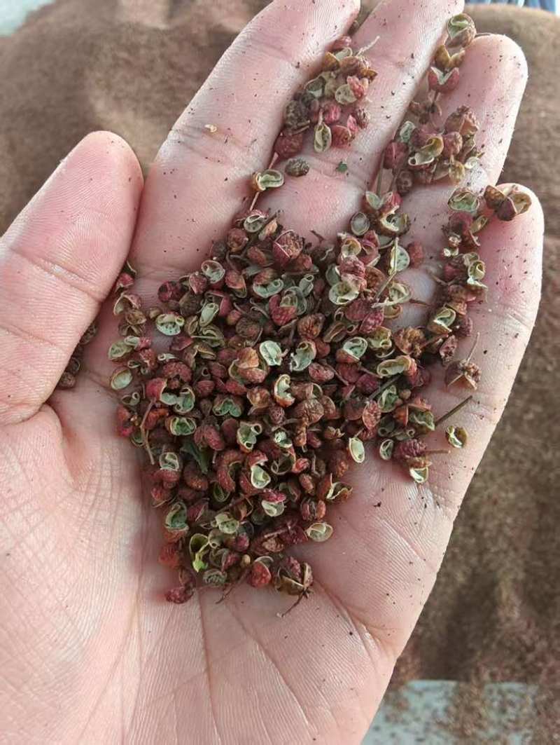 【精选】真实报价正宗山东大红袍特香特麻红花椒