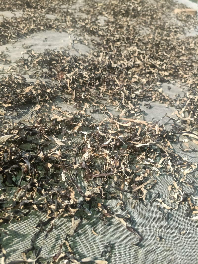 电商直发木耳丝干木耳丝生产厂家二茬精选木耳丝剪根木耳丝丝