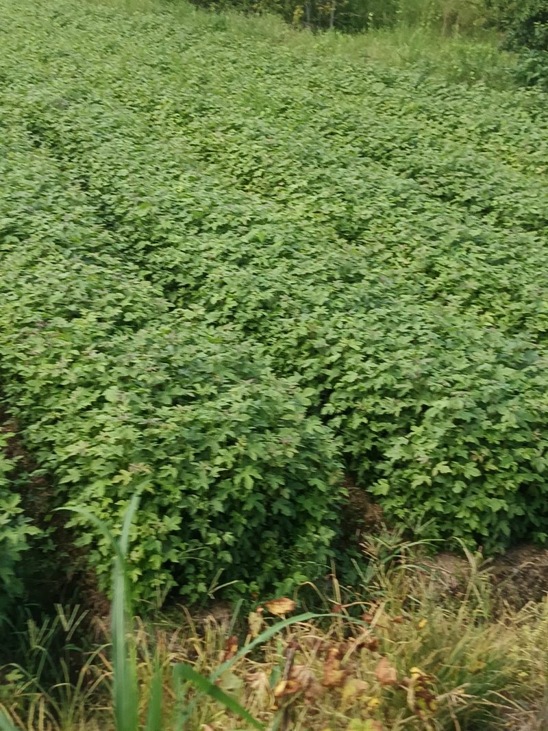 枫香杯苗江西基地直供规格齐全品质好价格低
