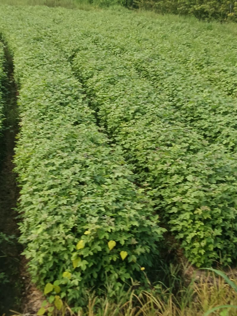 枫香杯苗江西基地直供规格齐全品质好价格低