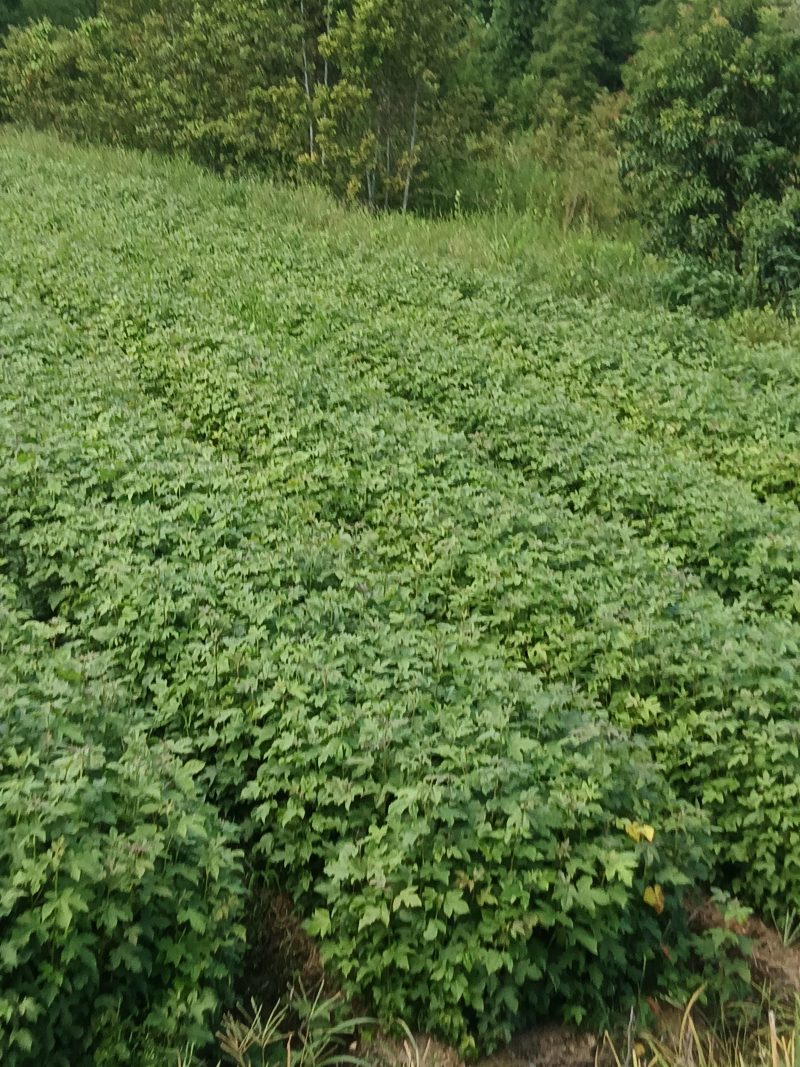 枫香杯苗江西基地直供规格齐全品质好价格低