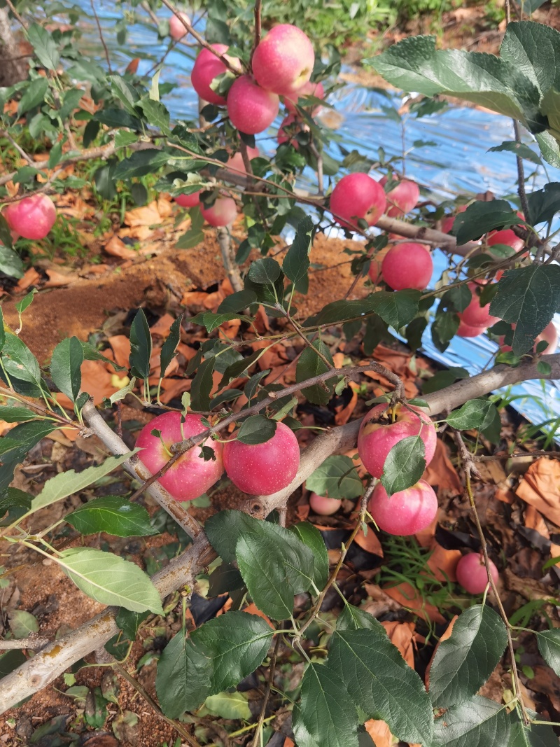 绥中嘎啦苹果大量上市，望广大客户前来选购。