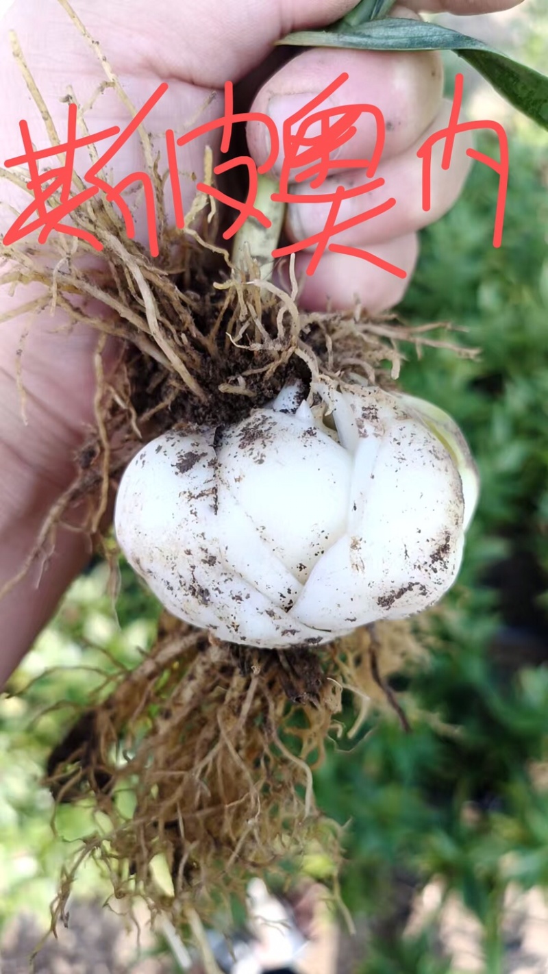 荷兰进口一代种球，越冬品种多年生盆栽地栽