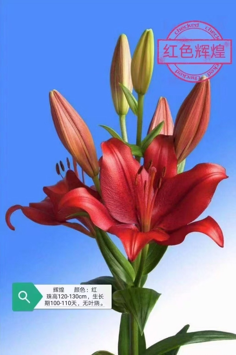 荷兰进口一代种球，越冬品种多年生盆栽地栽