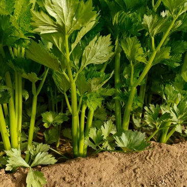 精品芹菜，承接电商，商超，各大市场，各大加工厂