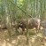 家养水牛耕牛14000元出售
