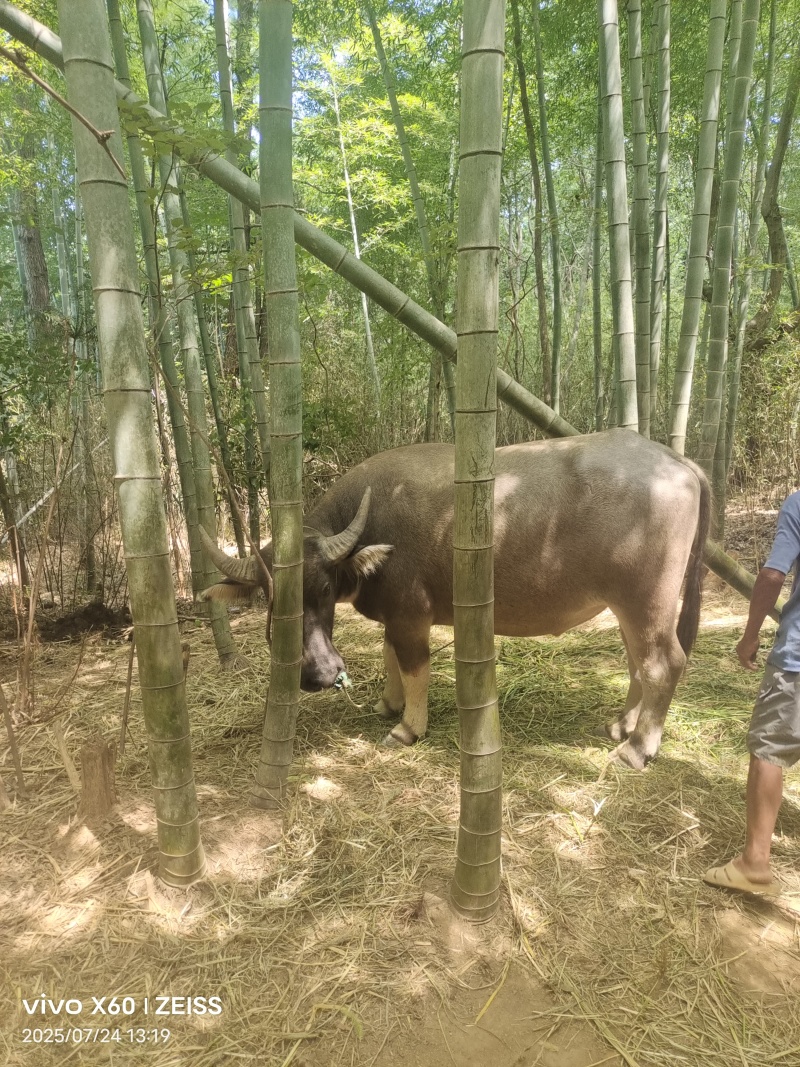 家养水牛耕牛14000元出售