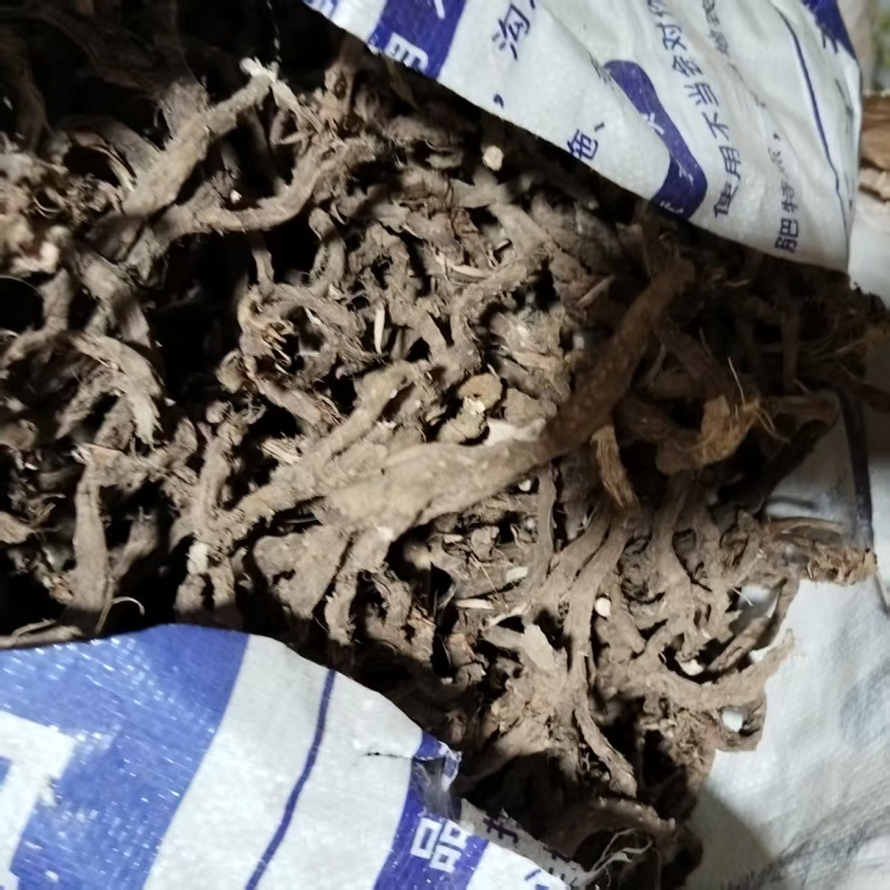 四川家种石菖蒲