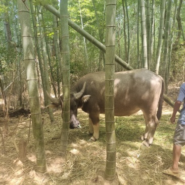 家养水牛耕牛14000元出售