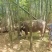 家养水牛耕牛14000元出售