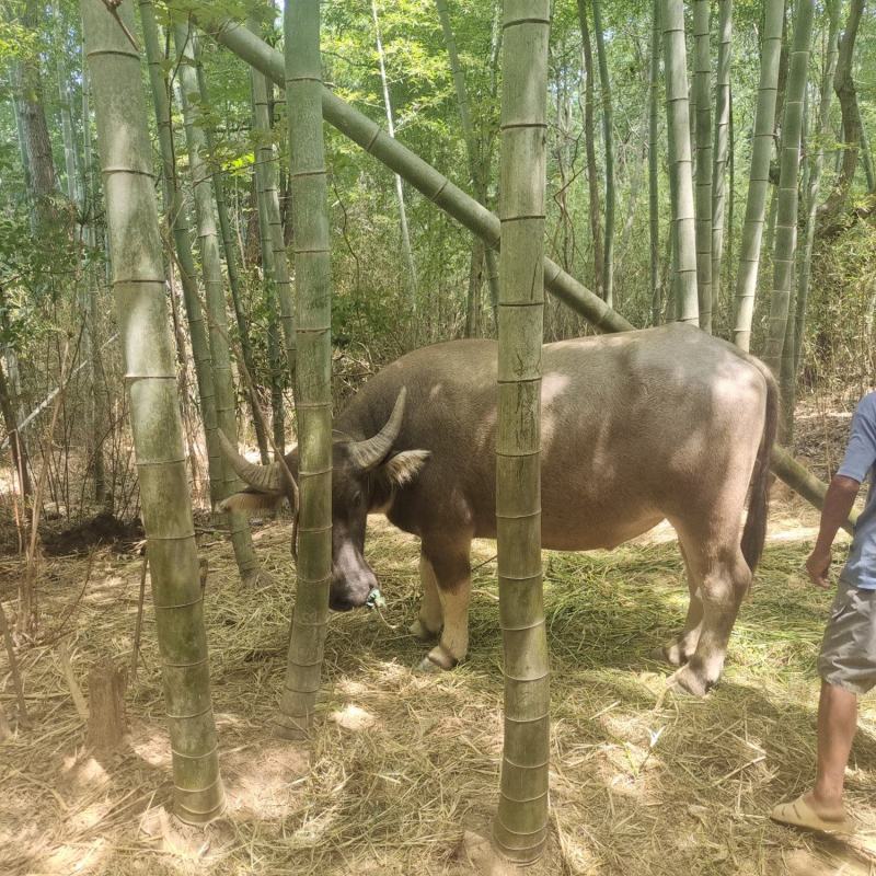 家养水牛耕牛14000元出售
